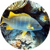 Muur sticker vis - wild life - sea life - woondecoratie - geschikt voor binnen en buiten - lifestyle - muurcirkel