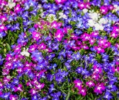 Lobelia Mix