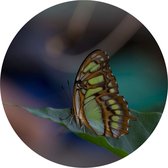 Muurcirkel - 20 cm - Dibond - Wandpaneel - Vlinder op het blad