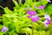 Vetblad (Pinguicula) 'Tina' Groot | 25cm hoogte | Unieke vleesetende plant om te zien