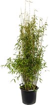 Bamboe Fargesia Murieliae Jumbo L 160 cm tuinplant