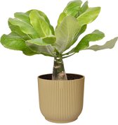 Brighamia insignis ‘Hawaii Palm’  in ELHO ® Vibes Fold Rond (botergeel) ↨ 35cm - hoge kwaliteit planten