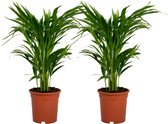 ZynesFlora - Dypsis Lutescens - 2 Stuks - Areca - Kamerplant - Ø 14 cm - Hoogte: 55-60 cm - Luchtzuiverend - Goudpalm - Palm