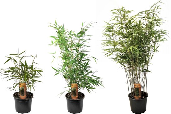 Plant in a Box - Set de 3 Fargesia Rufa - Bambou non invasif - Pot ⌀ 13cm - Hauteur ↕ 30-40cm