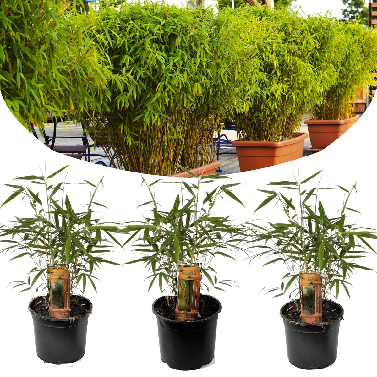 Plant in a Box - Set de 3 Fargesia Rufa - Bambou non invasif - Pot ⌀ 13cm -  Hauteur ↕... | bol.com
