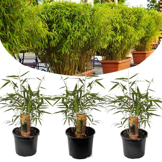 Plant in a Box - Set van 3 Fargesia Rufa - Niet woekerende bamboe winterhard  - Pot... | bol.com