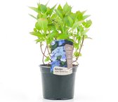 Plant in a Box - Hydrangea serrata 'Summerglow' - Hortensia struik of kuipplant - Groenblijvend en winterhard - Pot 19cm - Hoogte 25-40cm