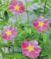 Moeras roos ( Rosa Palustris) - Vijverplant - 3 losse planten - Om zelf op te potten - Vijverplanten Webshop