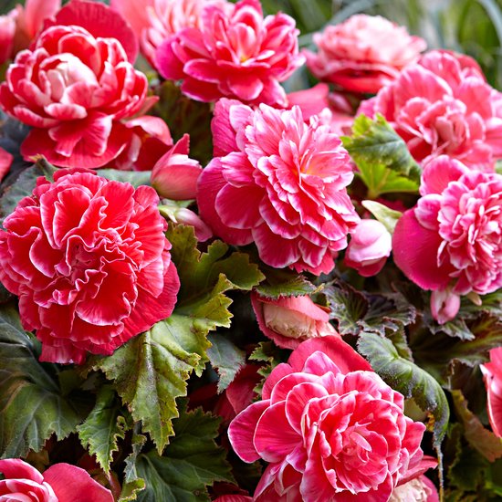 5x Begonia "Camelia" - Begonia bollen - Roze bloemen - Zomerbloeiers -  Meerjarige... | bol.com