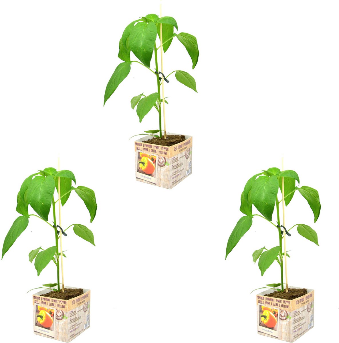 Gele paprika plant perspot in doosje (Ø10cm) groenteplant 3 stuks