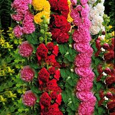 Garden Select - Stokrozen Mix 30 Planten - Verschillende Kleuren - Vaste Plant - Winterhard - Max. Hoogte 1.75 cm