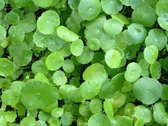 Gewone waternavel (Hydrocotyle vulgaris) - Vijverplant - 3 losse planten - Om zelf op te potten - Vijverplanten Webshop
