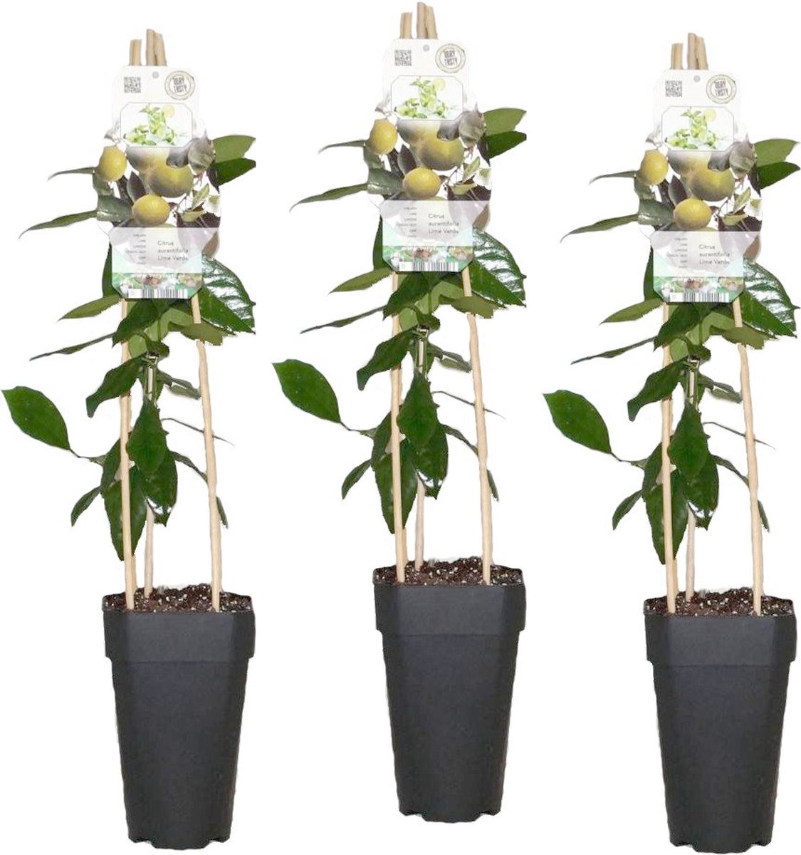 Limoenboom maat L - Tropic Trees Limoenboom maat L - Tropic Trees