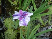 Gemengde japanse iris (Iris Kaempferii) - Vijverplant - 3 losse planten - om zelf op te potten - Vijverplanten Webshop
