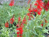 Rode kardinaals lobelia (Lobelia cardinalis) - Vijverplant - 3 losse planten - Om zelf op te potten - Vijverplanten Webshop