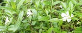 Witte Maagdenpalm (Vinca minor alba) - Oeverplant - 3 losse planten - Om zelf op te potten - Vijverplanten Webshop