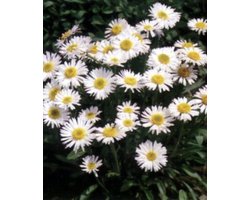 6 x Aster alpinus 'Albus' - Alpenaster, Voorjaarsaster in pot 9 x 9 cm