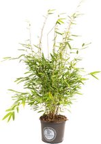 Bamboe Fargesia Plant – Bamboe Medium “Niet woekerend” x1 – 1x Bamboe M “Niet woekerend” (Fargesia) – Geschikt voor strenge winter – 40-60 cm inclusief pot gemeten