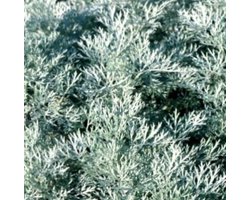 6 x Artemisia hybr. 'POWIS CASTLE' - Bijvoet , Alsem, Absinth - pot 9 x 9 cm