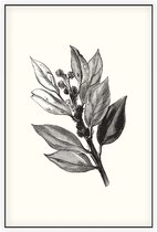 Ilex Hulst zwart-wit 2 (Holly Bud) - Foto op Akoestisch paneel - 100 x 150 cm