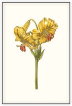 Goudbandlelie Aquarel (Yellow Japan Lily) - Foto op Akoestisch paneel - 60 x 90 cm