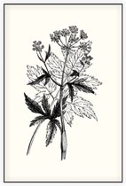 Physospermum Cornubiense zwart-wit (Cornish Bladder Seed) - Foto op Akoestisch paneel - 100 x 150 cm