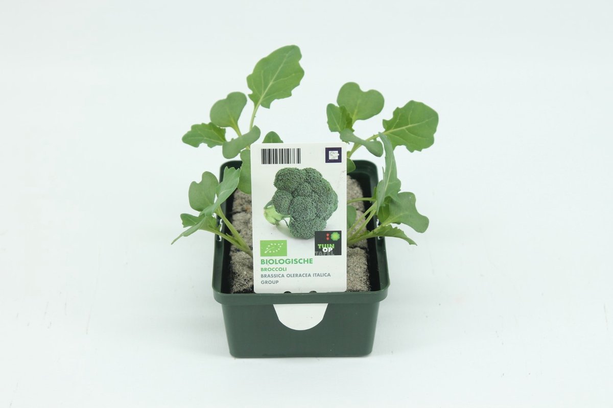 Tuin op tafel - Kool, Broccoli