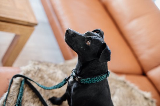 Kentucky Dogwear Hondenhalsband Luipaardprint - Donkergroen L - 42-68cm