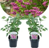 Plant in a Box - Syringa vulgaris 'Ludwig Spath' - Set van 2 - Sierheester voor in de tuin - Heester met paar-rode bloemen - Pot 17cm - Hoogte 25-40cm