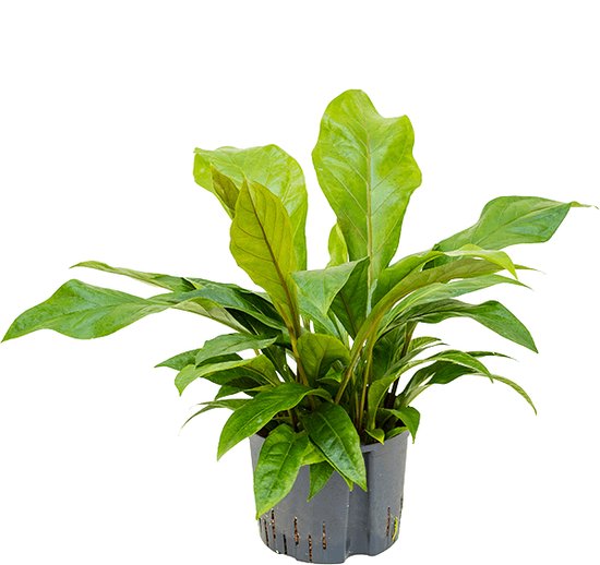 Foto: Anthurium jungle bush l hydrocultuur plant