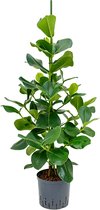 Clusia rosea S hydrocultuur plant