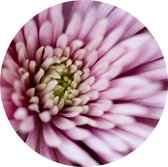 Muurcirkel 50 cm | Dibond | Roze bloem