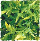 Zoomed - naturalistic flora - Bolivian Croton - medium - terrariumplant