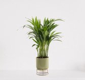 Areca in luxe sierpot Emma Groen – luchtzuiverende kamerplant – eenvoudig te onderhouden Goudpalm - ↕35-50cm - Ø13 – geleverd met plantenpot – vers uit de kwekerij