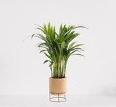 Areca in luxe sierpot Emma Vanille – luchtzuiverende kamerplant – eenvoudig te onderhouden Goudpalm - ↕35-50cm - Ø13 – geleverd met plantenpot – vers uit de kwekerij