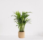 Areca in luxe sierpot Liam Vanille – luchtzuiverende kamerplant – eenvoudig te onderhouden Goudpalm - ↕35-50cm - Ø13 – geleverd met plantenpot – vers uit de kwekerij