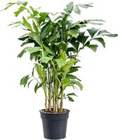 Kamerplant van Botanicly – Zachte Vinnetjespalm – Hoogte: 135 cm – Caryota mitis