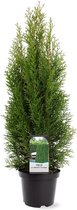 Hagen en struiken van Botanicly – Westerse Levensboom – Hoogte: 45 cm – Thuja Occidentalis