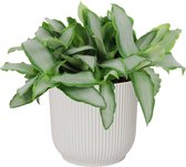 Kamerplant van Botanicly – Pekinggras in witte ELHO plastic pot als set – Hoogte: 20 cm – Murdannia Bright Star