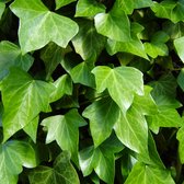 Tip: 10 Stuks Hedera helix Hibernica klimop Schutting Muur Haagplant Betongaas Bodembedekker