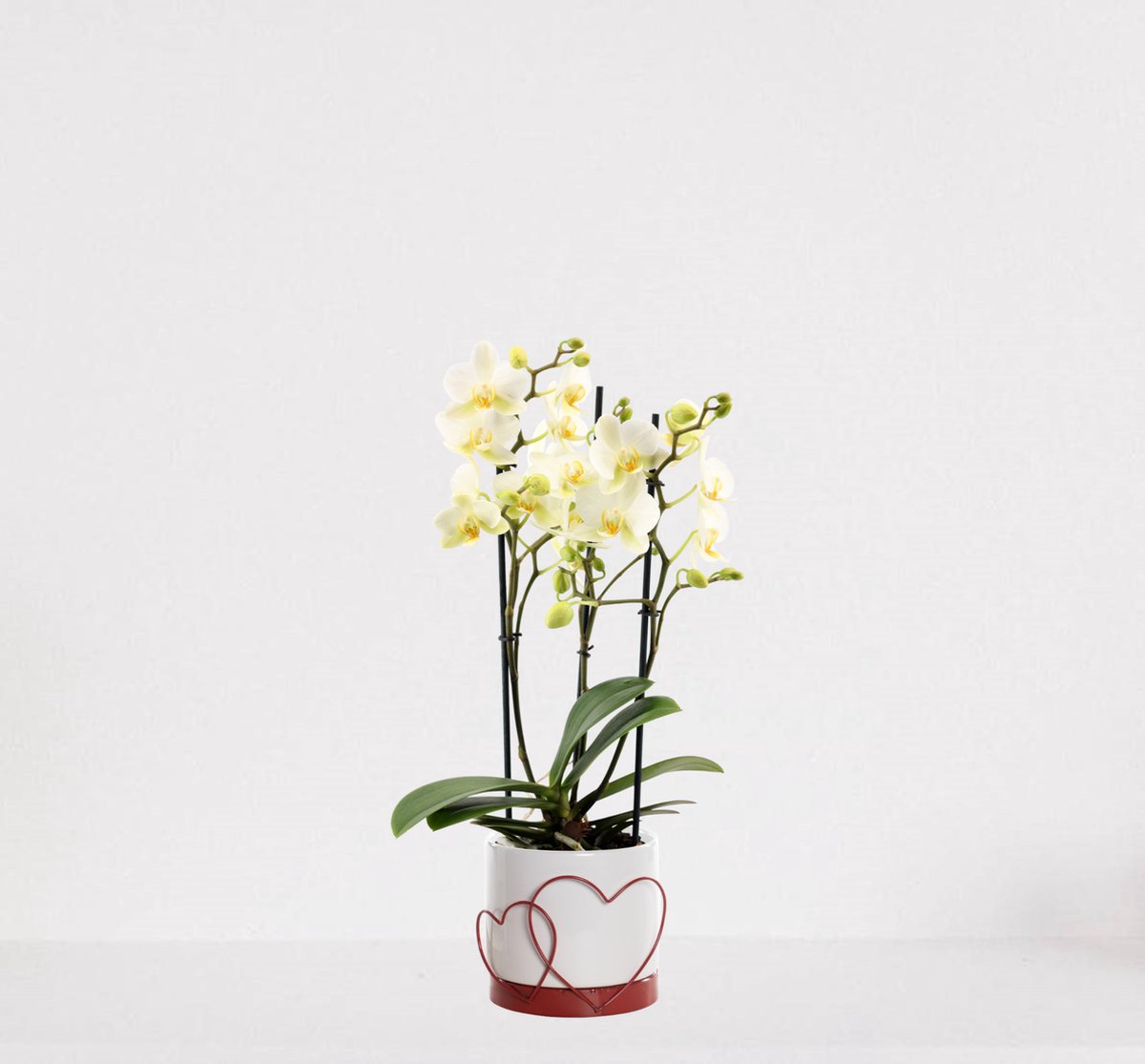 Phalaenopsis Multiflora wit in luxe sierpot Addit Hearts Rood – bloeiende witte Orchidee – kamerplant - ↕40-55cm - Ø13 – geleverd met plantenpot – vers uit de kwekerij