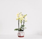 Phalaenopsis Multiflora wit in luxe sierpot Addit Hearts Rood – bloeiende witte Orchidee – kamerplant - ↕40-55cm - Ø13 – geleverd met plantenpot – vers uit de kwekerij