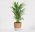 Areca in luxe siermand Amber Wit – luchtzuiverende kamerplant – eenvoudig te onderhouden Goudpalm - ↕55-70cm - Ø18 – geleverd met plantenpot – vers uit de kwekerij