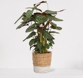 Calathea Compactstar in siermand Amber Wit – luchtzuiverende kamerplant – pauwenplant – living plant - ↕55-70cm - Ø18 – geleverd met plantenpot – vers uit de kwekerij