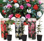Plant in a Box - Mix van 3 Camellia Japonica's - Pot ⌀9cm - Hoogte ↕ 25-40cm - 3 kleuren - Tuinplant - Japanse Roos - Winterhard