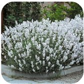 Tip: 10 Stuks Onderhoudsarme Lavandula angustifolia Witte Lavendel Bodembedekker Droogbloemen bloemen Smalbladige Lavendel lipbloemenfamilie