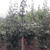Japanse notenboom - Ginkgo biloba | Omtrek: 14-18 cm | Hoogte: 350 cm