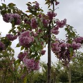 Sierkers treurvorm - Prunus Kiku shidare zakura | Omtrek: 8-12 cm | Hoogte: 275 cm