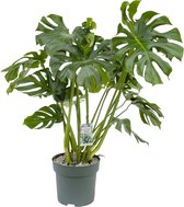 Monstera Deliciosa (gatenplant) met watermeter - 110cm hoog - Ø30cm
