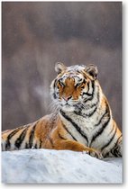 Siberische tijger op een winterse dag - 60x90 Poster Staand - Besteposter - Dieren